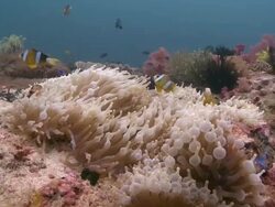 Several Clark's Anemonefish (Amphiprion clarkii) living in Bulb-tentacled Anemone (Entacmaea quadricolor), Monad Shoa, Malapascua, Philippines Stock Footage