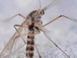 mosquito Stock Footage