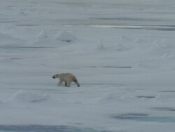 WS, PAN, Polar bear (Ursus maritimus) on ice, Russia Stock Footage