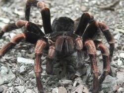 Angry orange kneed tarantula Stock Footage