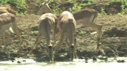Gazelles drink at a watering hole. Stock Footage