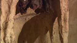 Stalactites frame a colony of vampire bats in a cave. Stock Footage