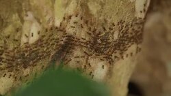 Migration Ants Close-up Stock Footage