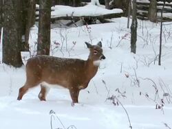 MS White tailed deer during winter / Madoc, Ontario, Canada Stock Footage