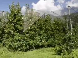 MS POV Shot of apple orchard under net against mountain in Vilpiano / Merano, Trentino, South Tyrol, Italy Stock Footage