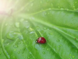 Ladybug Stock Footage