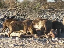 Hyenas Stock Footage