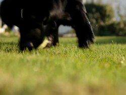 Dog Training Stock Footage
