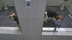 CLEAN : Mascotas clonadas News Clip