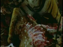 Zoom in to Royal Bengal tiger, Panthera tigris tigris, eating kill in jungle, Bandhavgarh National Park, India Stock Footage