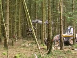  MS Harvester at work in forest / Zerf, Rhineland Palatinate, Germany Stock Footage