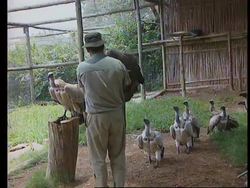 South Africa -Rare birds killed by farmers' poison News Clip