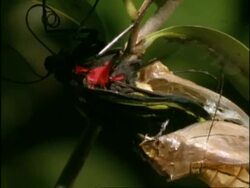 Cairns Birdwing Butterfly (Ornithoptera priamus) metamorphosis, MS side view, butterfly emerges from pupa Stock Footage