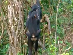 Chimpanzees (Pan troglodytes) mother carrying young on back up tree, sits on branch. Mother urges young to sit on her lap, Sierra Leone Stock Footage