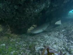 Tawny nurse shark, Nebrius ferrugineus, under rock outcrop, resting, side view, Aldabra, Indian Ocean  Stock Footage
