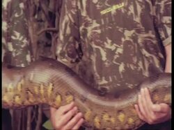 MCU Pan left, 5 people holding Anaconda, South Amazon Stock Footage