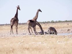 LS Animals Drinking Water In African Savannah Stock Footage