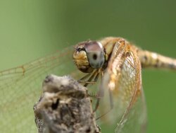 Dragonfly Stock Footage