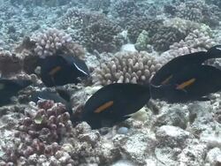 MS Surgeon fish on coral reef / Hawaii, United States Stock Footage
