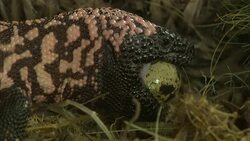 A Gila monster steals an egg from a nest. Stock Footage