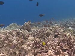 MS Coral reef fly over / Hawaii, United States Stock Footage