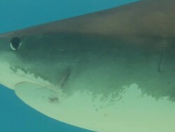 Tiger shark, Galeocerdo cuvier, Bahamas  Stock Footage