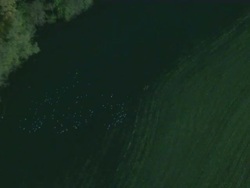 High Angle  aerial tracking-right zoom-out - Pigeons fly over lush farmland. /  USA Stock Footage