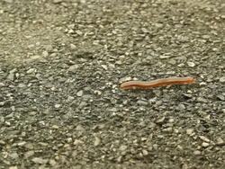 millipede Stock Footage