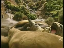 CU group of Elephant Seals lying on ground, Antarctica Stock Footage