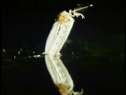 CU Midge Fly emerging from water at night, UK Stock Footage