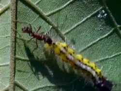 MCU ant attacks yellow caterpillar, defending croton plant.  Panama. Stock Footage