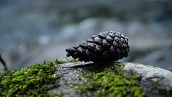 Pine cone Stock Footage