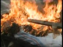 Chickens being burnt villagers amid buird flu fears News Clip