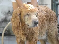 Dog Washing Stock Footage