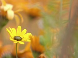 MS Shot of Namaqualand daisies / Namaqualand, Northern Cape, South Africa Stock Footage