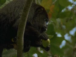MCU Low angle, Howler Monkey in tree eating fruit, Panama Stock Footage