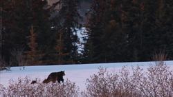 Ecology Instructional Video