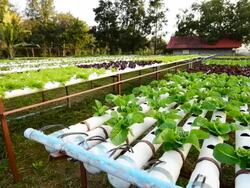 Hydroponic vegetable, Panning shot Stock Footage