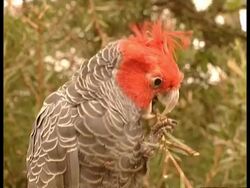 CU Galah eating nuts Stock Footage