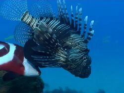 MS TS Shot of Lionfish and juvenile emperor snapper swimming or drifting over rocks covering with coral and sponges / Matola, Maputo, Mozambique Stock Footage