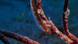 Whip coral goby on whip coral (Cirrhipathes sp.), undersea (4K) Stock Footage