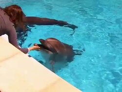 Girl and Dolphin Stock Footage