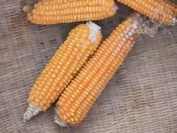 Corn Stock Footage