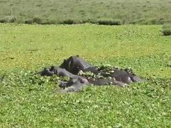 MS Two hippopotamus standing and swimming in Swamp / National Park, Africa, Kenya Stock Footage