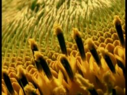 T/L - BCU Sunflower stamens opening Stock Footage
