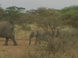 African Bush Elephant (Loxodonta africana) female and older calfs walking, Serengeti, Tanzania Stock Footage