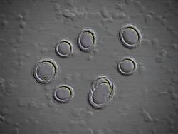 Cells Multiplying or Mitosis under Microscope Stock Footage