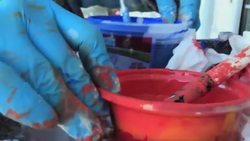 Grandmother: Kentucky shooting witnesses 'heroes' News Clip