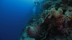 Deep sea scuba diving in coral reef Stock Footage