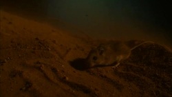 A mouse scurries along a desert floor. Stock Footage